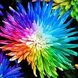 20 Rainbow Chrysanthemum Flower Seeds rare color new arrival DIY Home Garden flower plant