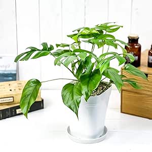 Amazon Co Jp 観葉植物 ヒメモンステラ 5号鉢 受け皿付き 育て方説明書付き Rhaphidophora Tetrasperma ラフィドフォラ テトラスペルマ モンステラ Diy 工具 ガーデン