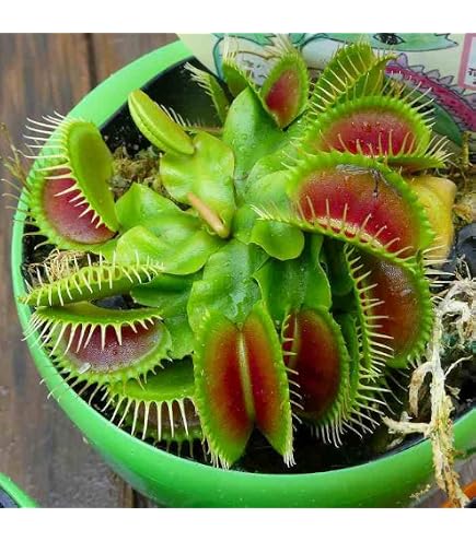 Amazon.co.jp: Cephalotus follicularis Eden Black Cedric