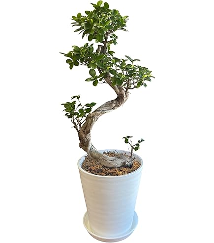 Amazon.co.jp: アポロゴム アポロ フィカス ゴムの木 観葉植物 室内