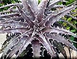 180. Dyckia Spider。（ディッキア種子 10粒+α) [並行輸入品]