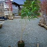 キョウチクトウ 赤花 樹高1.2m前後