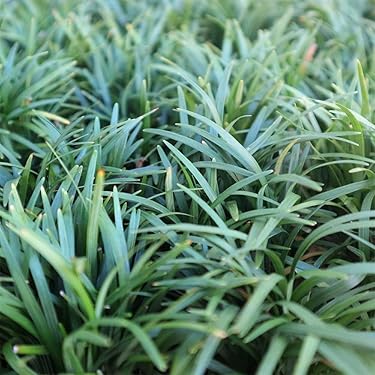 ぴかん様用　購入済みです。　龍の髭　黒龍　２株１ポット　2－2-(1) 　抜き苗 ぴかん様用 購入済みです。 龍の髭 黒龍 2株1ポット 2－2-(1) 抜き苗