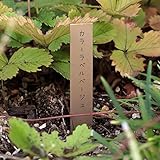 ゴールドカラーラベル ベージュ色1.3cm×9cm 100枚入り 3個セット ノーブランド品