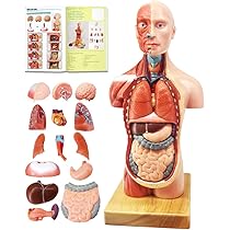 Evotech 2021 Newest Human Body Model For Kids 15 Pcs Removable 11 Inch Human Torso Anatomy Model With Heart Head Skull Brain Skeleton Model Age 4 Preschool School Medical Education Display Amazon Sg Toys