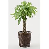 whenua パキラ 観葉植物 7号 本物 編み込み樹形 インテリア おしゃれ 大型 大きい 初心者でも育てやすい 開店祝い 新築祝い 母の日 (パキラ(バスケットセット))