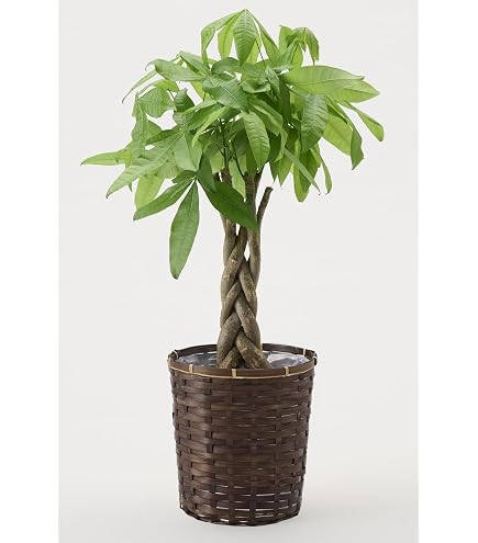 Amazon｜パキラ 編み込みタイプ 7号鉢植え | 室内に温もりを