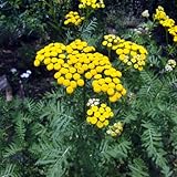 【ノーブランド品】コンパニオンプランツ：タンジー3号ポット4株セット[虫よけ・ハエよけ・防虫剤になるハーブ 染色にも]