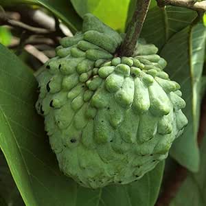 Amazon アテモヤ苗木 品種 ジェフナー 7号鉢 接木苗 樹高約1cm 1本売り 鉢植えなのでそのまま栽培可能 晩秋から4月頃までは落葉した葉が無い状態でのお届けとなります 果樹 3 4年生 接木苗 森のアイスクリームとも呼ばれます 学名 Annona Atemoya バンレイシ科