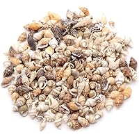 Amazon.co.jp: 【貝殻の問屋さん】貝殻セット ミックスシェル（約10