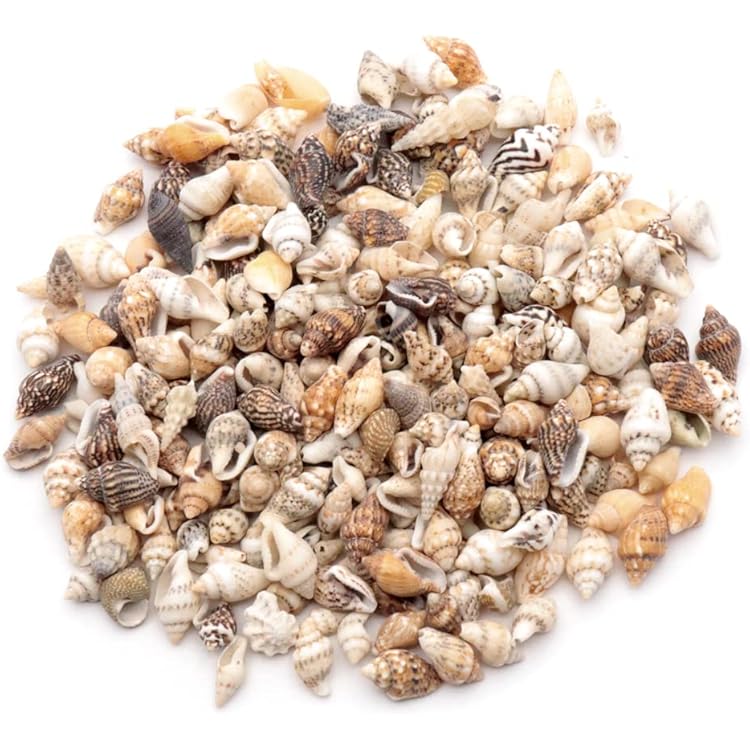 Amazon.co.jp: 【貝殻の問屋さん】貝殻セット ミックスシェル（約10