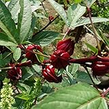 ローゼル（ハイビスカスティー）3号 3株セット[ビタミンＣたっぷりのハイビスカスティーに！] ノーブランド品