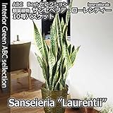 【ギフトに最適！】サンセベリア（サンスベリア・トラノオ）10号（1尺）鉢・鉢カバー付き【観葉植物】