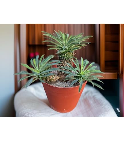 Amazon｜サイカス デソラタ｜観葉植物 オンライン通販