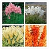1200 PCS/package PAMPAS GRASS seeds ,rare reed flower seeds for home garden planting Selloana Seeds 