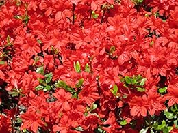 [菊地道夫]の自然の言葉学