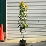 庭木：ヒメユズリハ（ひめゆずりは）姫ユズリハ　株立ち！樹高：約120ｃｍ　全高：約130ｃｍ *ヤマト便大型商品発送！