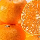 せとか 苗木 【せとか】 2年生 接ぎ木 ポット苗