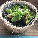 セファロタス ☆ 食虫植物