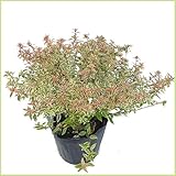 アベリア・コンフェッティーの苗木