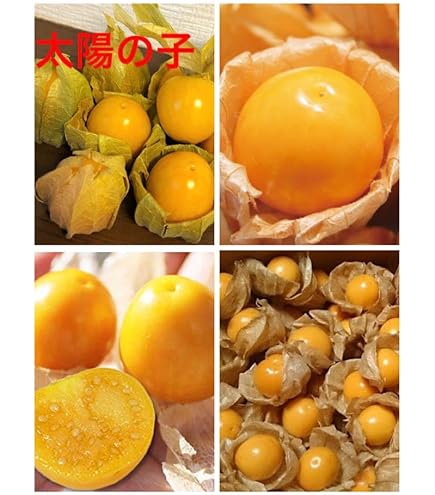 食用ほおずき・太陽の子 ・種・自然栽培 ・70粒以上 食用ほおずき・太陽の子 ・種・自然栽培 ・70粒以上