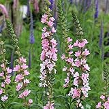 リスルム（西洋ミソハギ）：ブラッシュ3.5号ポット 3株セット*[禊萩の仲間・開花期間が長い夏の花] ノーブランド品