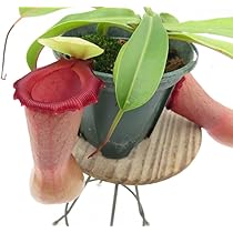 食虫植物 N.ventricosa (Quezon Prov.) ventricosa red Quezon No.1 #山田食虫植物農園 #食虫植物