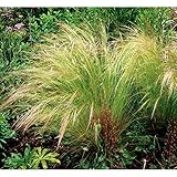 スティパ：テヌイッシマ（エンジェルヘアー）4号ポット[天使のヘアーのような細葉を茂らせるグラス] ノーブランド品