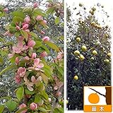 カリン(花梨）4～5号ポット[庭木に人気・果実はかりん酒に！ピンクの花と香りのよい実][苗木]