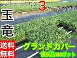 【ノーブランド品】 タマリュウ / 7.5cmポット 120本セット