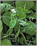 Sweet Pea Snap Pea by Amandaスミス 5.93"x4.71" 120896-12-17FUSA