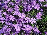 【6か月枯れ保証】【下草】シバザクラ/パープルビューティ 9.0cmポット