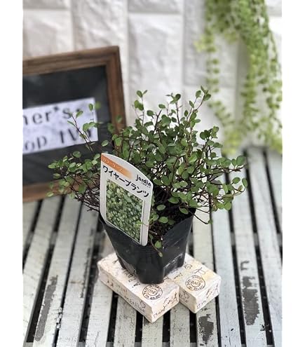 Amazon｜【charm】（観葉植物）ワイヤープランツ 陶器鉢植え マット
