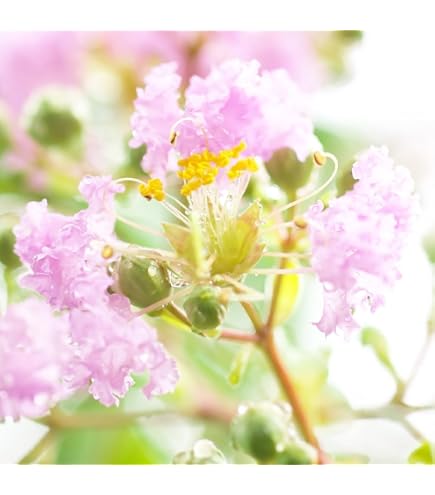 Amazon.co.jp: サルスベリ（抜き苗）百日紅 サルスベリ苗木 : DIY