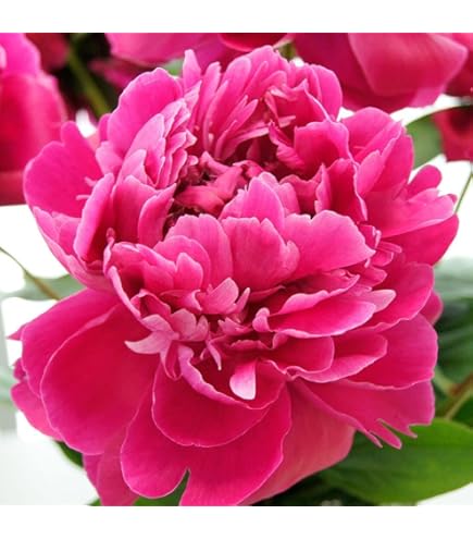 Amazon.co.jp: 芍薬 苗 ピンクハワイアンコーラル 1株 / しゃくやく