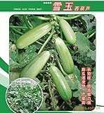 Snow Jade zucchini seeds 10Pcs healthy vegetable seeds