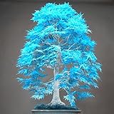 家庭菜園のための20盆栽青カエデの木の種子は珍しい水色日本のカエデの種子バルコニーの植物