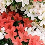 さつき 苗 【めぐみ】 4号ポット苗