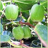 サルナシ（コクワ）苗木　大実サルナシ・グリーンアイ