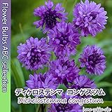 ☆ ディケロステンマ　コンゲスツム（コンゲスタム）３球 【オランダからの花便り】【秋植え球根】