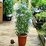 観葉 鉢花:ルリマツリ(瑠璃茉莉)プルンバーゴ*7号