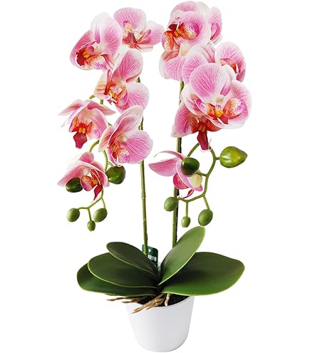 Amazon｜高級 胡蝶蘭2本立ち 光触媒 造花 シルクフラワー
