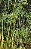 Bambusa cerosissima - bamboo - 50 seeds