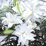国華園　ユリ　花ユリ　マイウエディング　2球【※発送が国華園からの場合のみ正規品です】