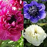 八重咲アネモネ凛々花（リリカ）3色6株セット ノーブランド品