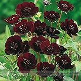 2018ホット・セール・レア・チョコレート・コスモスフラワー・シード、プロフェッショナル・パック、美しいコオロギの新品種＃NF823