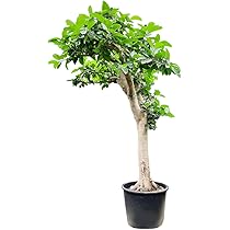 Amazon｜フィカス 大型 観葉植物 南の国 鹿児島 庭 エントランス