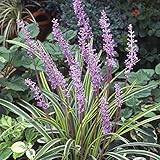 ヤブラン（リリオペ）：斑入りヤブラン3.5号ポット 24株セット[丈夫な常緑グランドカバー] ノーブランド品