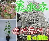 【ノーブランド品】 ハナミズキ 樹高0.5m前後 10.5cmポット 【50本セット】