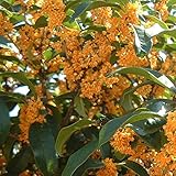 【10本セット】 キンモクセイ 樹高0.8m前後 15cmポット 金木犀 きんもくせい 秋に花を咲かせ優しい香りが特徴生垣用 苗木 植木 苗 庭木 生け垣